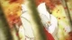 Gingitsune - Episodio 8