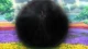 Kiniro no Corda: Blue♪Sky - Episodio 12