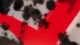 Akame ga Kill! - Episodio 24