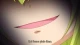 Sora no Otoshimono Final: Eternal My Master - Episodio 1