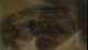 Hell Target - Episodio 1