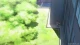Hibike! Euphonium - Episodio 12