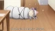 Shinmai Maou no Testament Burst - Episodio 11