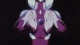 Battle Athletess Daiundoukai (TV) - Episodio 24