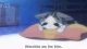 Chi's Sweet Home - Episodio 103