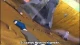 Naruto Shippuden: Blood Prison - Episodio 1