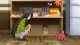 Koi to Senkyo to Chocolate - Episodio 13