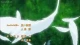 Hayate no Gotoku: Can't Take My Eyes Off You - Episodio 11